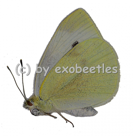 Pieris rapae A2