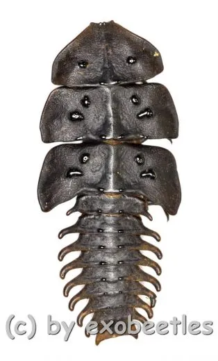 Platerodrilus sp. ( 35 – 39 )