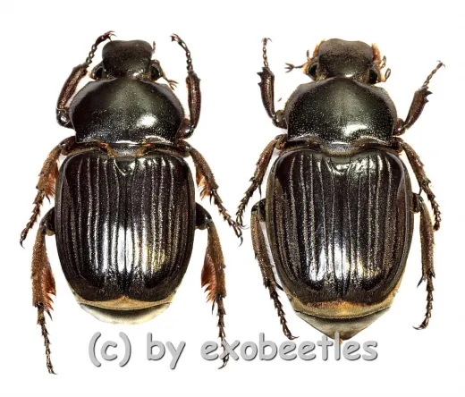 Platygenia barbata ( M 30 – 34 ) A2