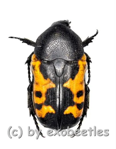 Polybaphes sanguinolenta ( 10 – 14 )