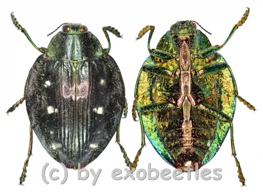 Polybothris auriventris ( 25 – 29 )