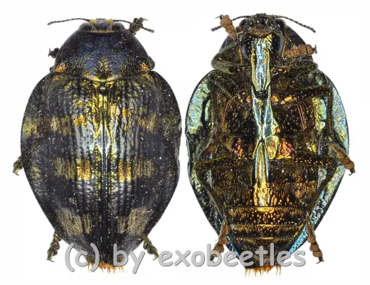 Polybothris carinifrons ( 30 – 34 )