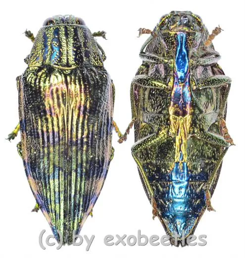 Polybothris differens ( 30 – 34 )