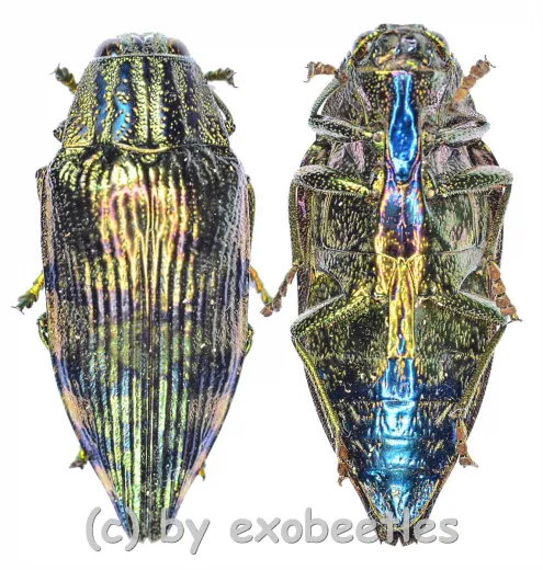 Polybothris differens ( 25 – 29 )