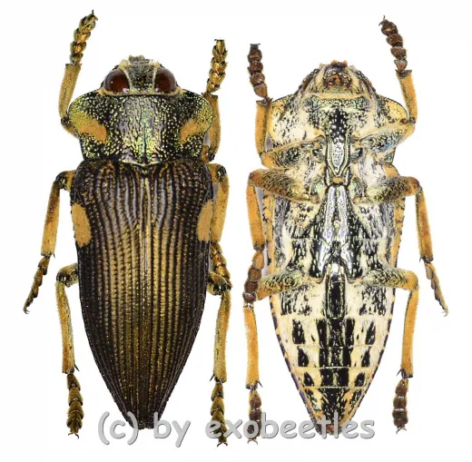 Polybothris expansicollis ( 20 – 24 )