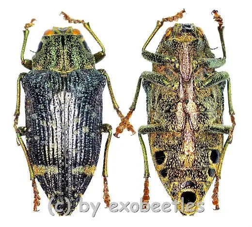 Polybothris luczoti ( 25 – 34 ) A2