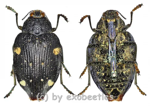 Polybothris mystica ( 20 – 29 ) A2