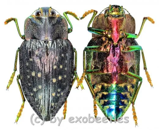 Polybothris quadricollis ( 25 – 29 )