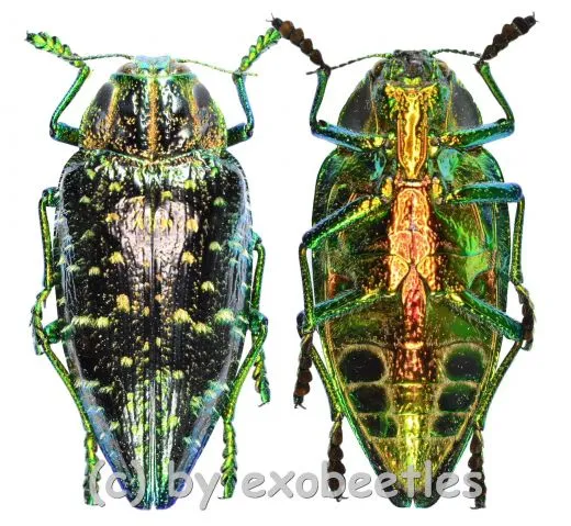 Polybothris sumptuosa superba