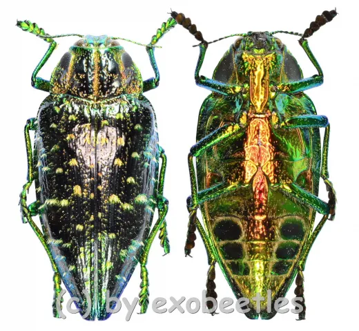 Polybothris sumptuosa superba