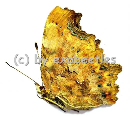 Polygonia c-album A2