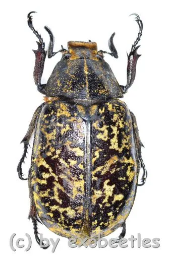 Polyphylla tonkinensis ( 35 – 39 ) A1-