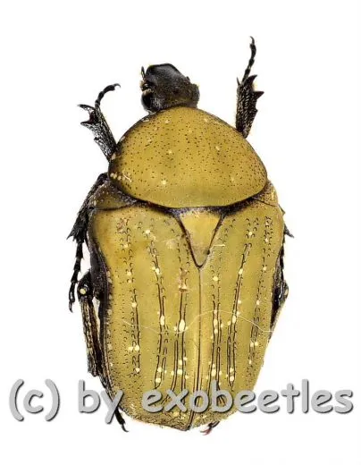 Polystalatica stellata stellata ( 10 – 14 ) A2
