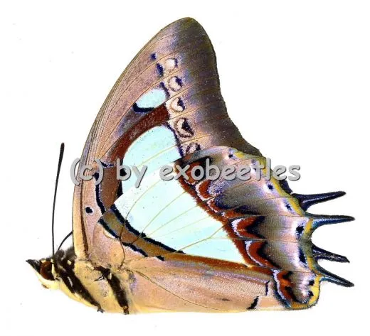 Polyura athamas athamas