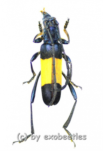 Polyzonus latefasciatus ( 20 – 24 )