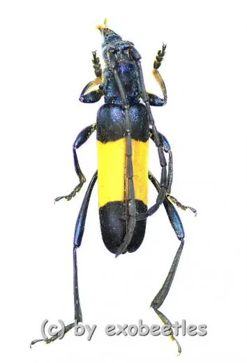Polyzonus latefasciatus ( 20 – 24 ) A2