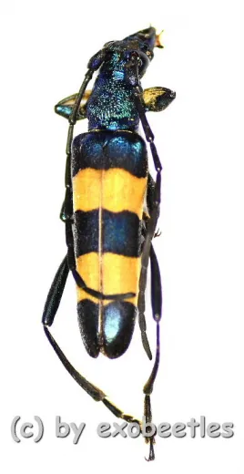 Polyzonus spec. ( 20 – 24 ) A2