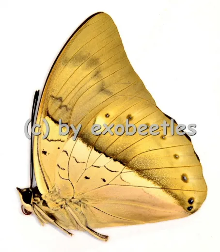 Prepona amphimachus