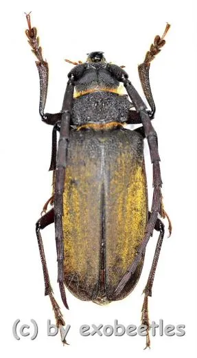 Priotyrannus closteroides ( 25 – 29 )