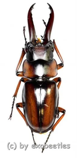 Prosopocoilus ( Metopodontus ) downesi savagei ( 30 – 34 )