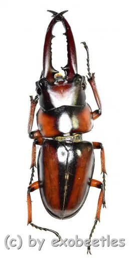 Prosopocoilus ( Metopodontus ) downesi savagei ( 45 – 49 )