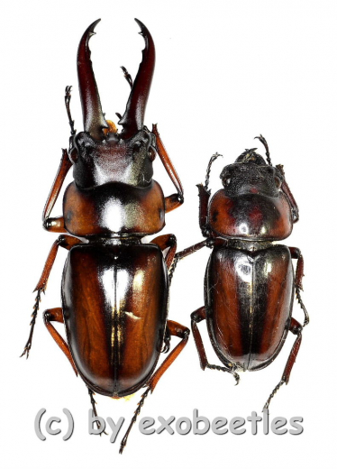 Prosopocoilus ( Metopodontus ) downesi savagei ( M 40 – 44 )