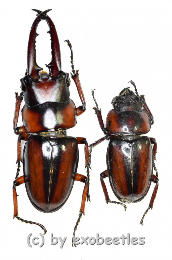 Prosopocoilus ( Metopodontus ) downesi savagei ( M 40 – 49 ) A2