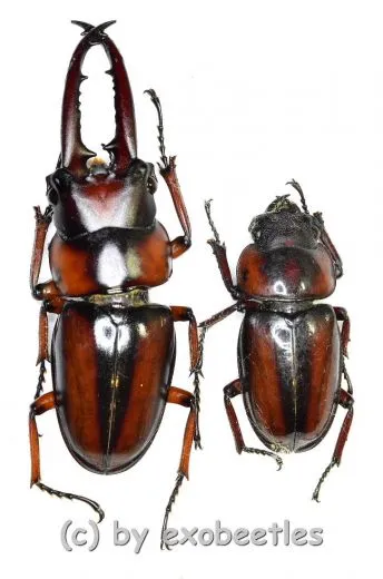 Prosopocoilus ( Metopodontus ) downesi savagei ( M 40 – 49 ) A2