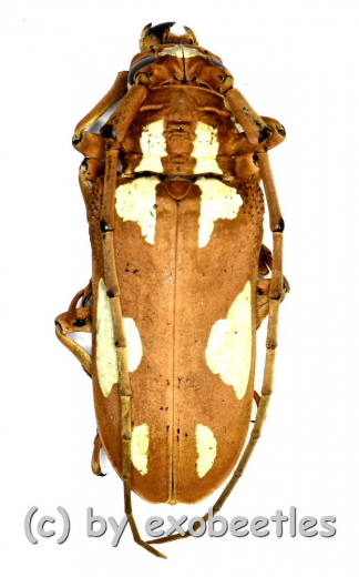 Prosopocera lactator ( 35 – 39 )