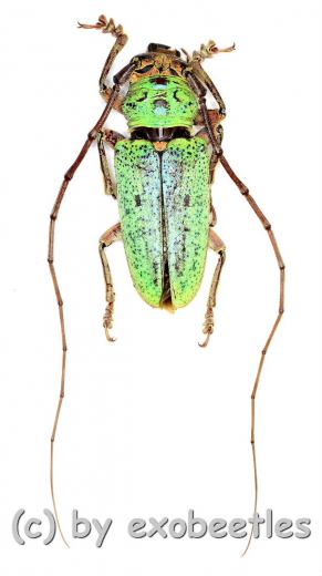 Prosopocera ( Hierogyna ) prasina ( 25 – 29 ) A2