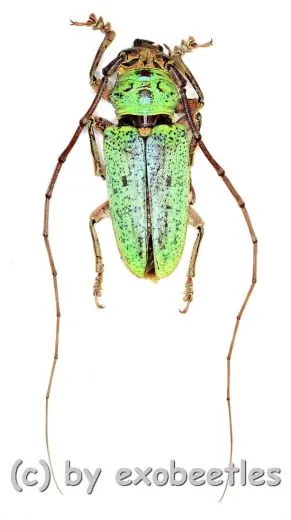 Prosopocera ( Hierogyna ) prasina ( 25 – 29 ) A2