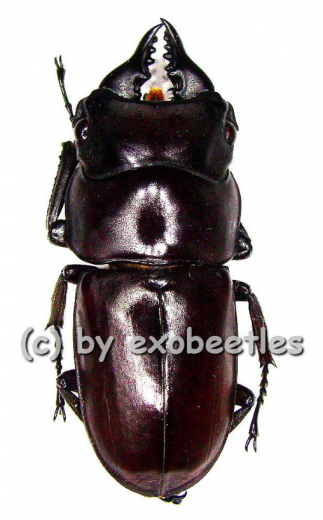 Prosopocoilus antilopus antilopus ( 20 - 24 )