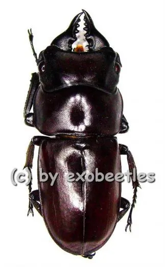 Prosopocoilus antilopus antilopus ( 20 - 24 )