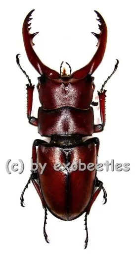 Prosopocoilus astacoides castaneus ( 55 – 59 )