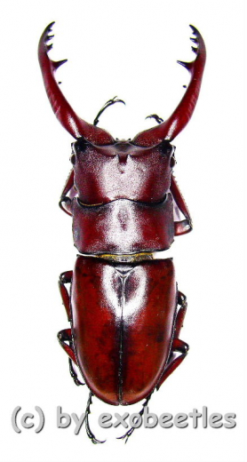 Prosopocoilus astacoides dubernardi ( 60 – 64 )
