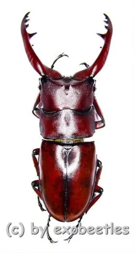 Prosopocoilus astacoides dubernardi ( 60 – 64 )