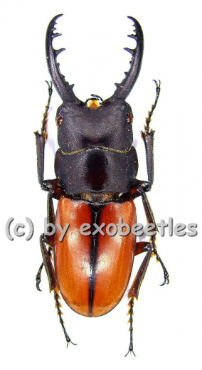 Prosopocoilus bruijni rufulus ( 35 - 39 )