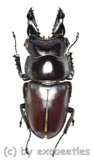 Prosopocoilus bulbosus mandibularis ( 40 – 44 )