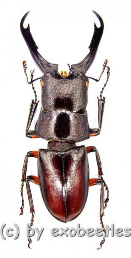 Prosopocoilus capricornus ( 40 – 44 )