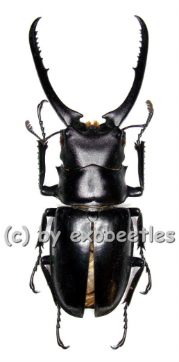 Prosopocoilus confucius ( 75 - 79 )