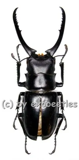 Prosopocoilus confucius ( 75 - 79 )