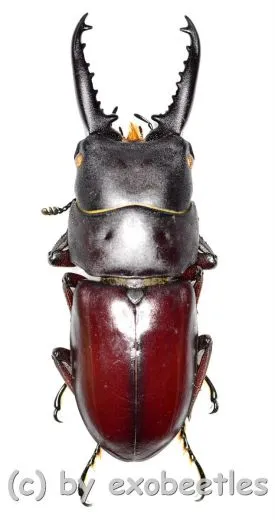 Prosopocoilus ( Prosopocoilus ) denticulatus ( 25 - 29 )