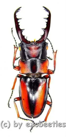 Prosopocoilus ( Metopodontus ) downesi savagei ( 7 x M / 1 x F ) ( M 25 – 54 )