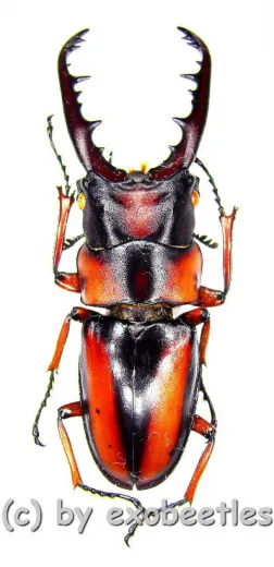 Prosopocoilus ( Metopodontus ) downesi savagei ( 7 x M / 1 x F ) ( M 25 – 54 )