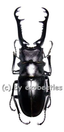 Prosopocoilus giraffa borobudur ( 85 – 89 )