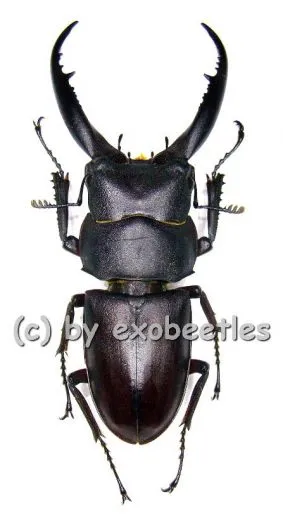 Prosopocoilus ( Epidorcus ) gracilis ( 35 – 39 )