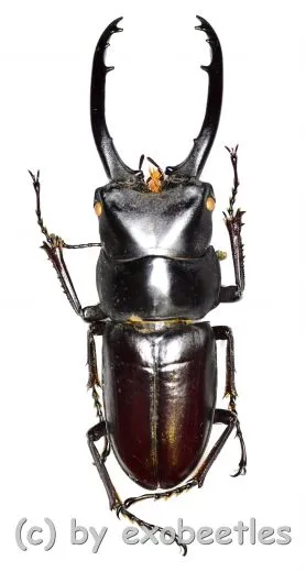 Prosopocoilus ( Prosopocoilus ) guerlachi ( telodonte ) ( 40 – 44 )