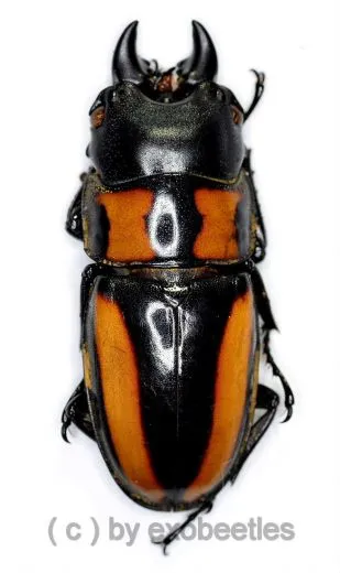 Prosopocoilus inquinatus nigripes ( 25 – 29 ) A1-