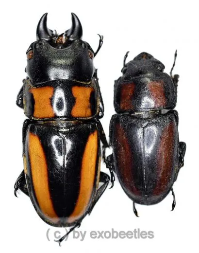 Prosopocoilus inquinatus nigripes ( M 30 – 34 )