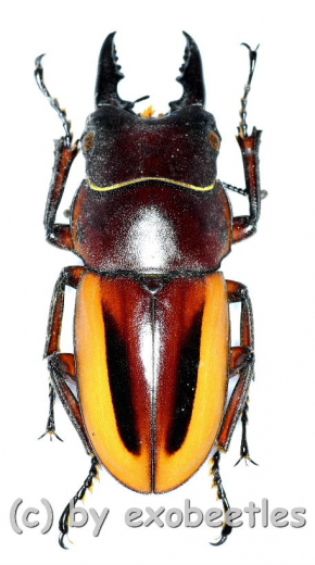 Prosopocoilus lateralis lorquinii ( amphiodonte ) ( 30 – 34 )